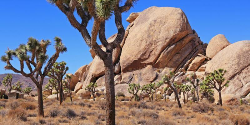 Center Street Villas Joshua Tree Εξωτερικό φωτογραφία
