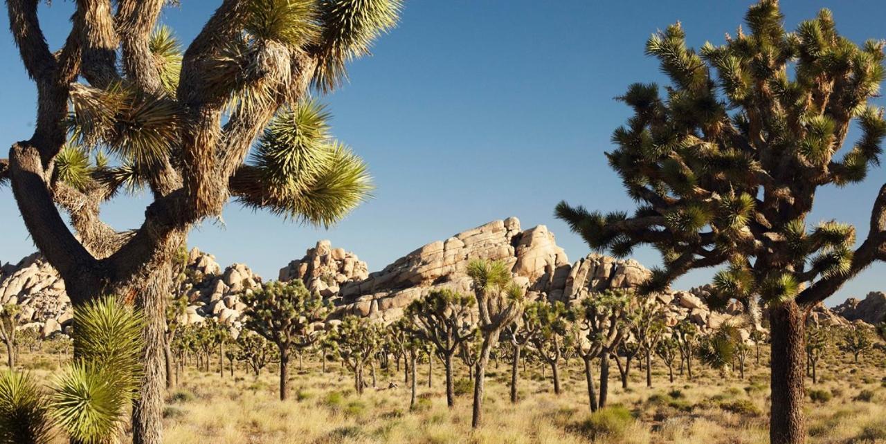 Center Street Villas Joshua Tree Εξωτερικό φωτογραφία